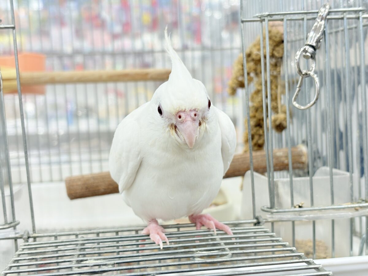 オカメインコ