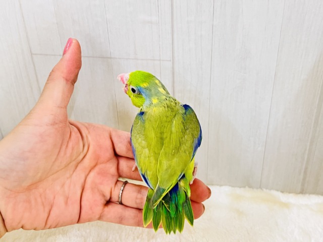 画像更新☆グリーンハート💚ガオガオ☆マメルリハ(グリーンパイド)の男の子‼︎ マメルリハ