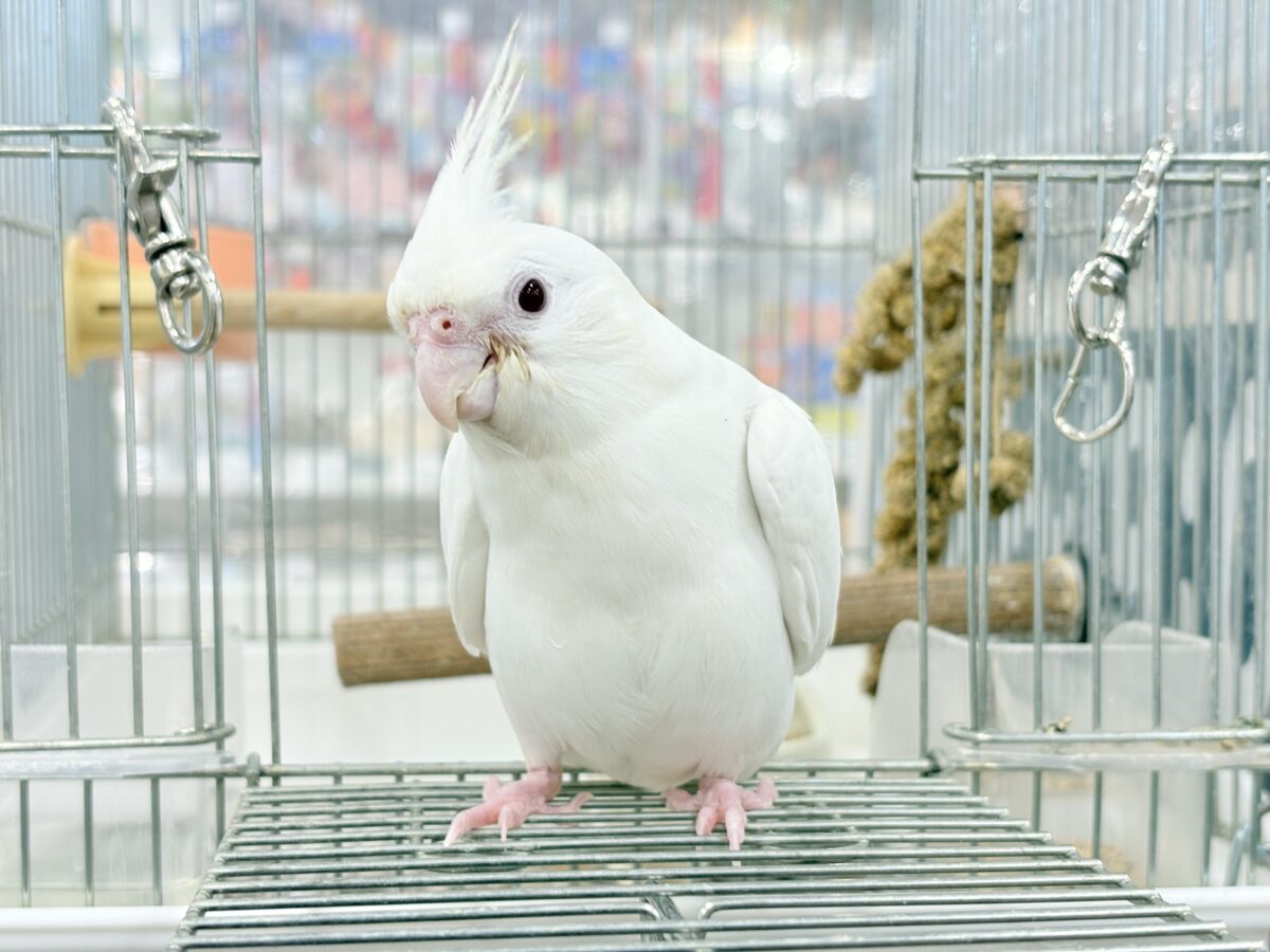 オカメインコ