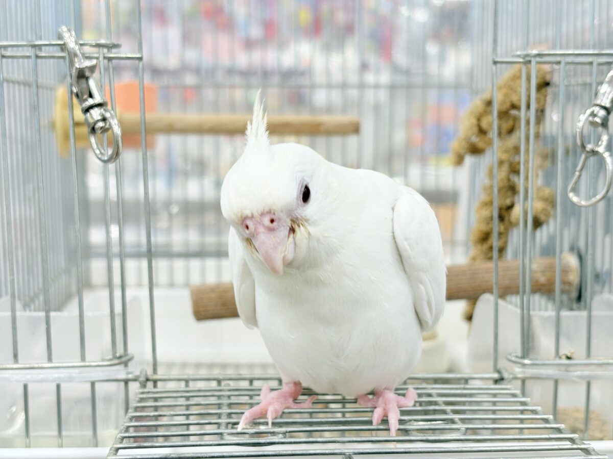 【最新画像更新🪄ひとり餌になりました☆】真っ白しろすけ☁️オカメインコ(ピュアホワイト) ヒナ オカメインコ