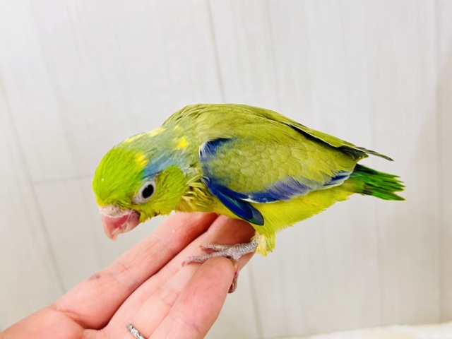 マメルリハ
