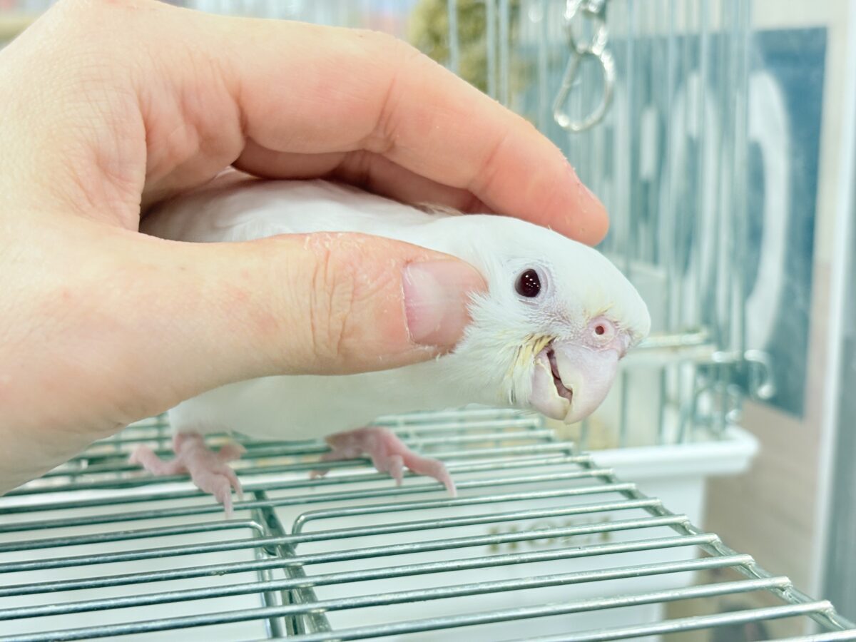 オカメインコ