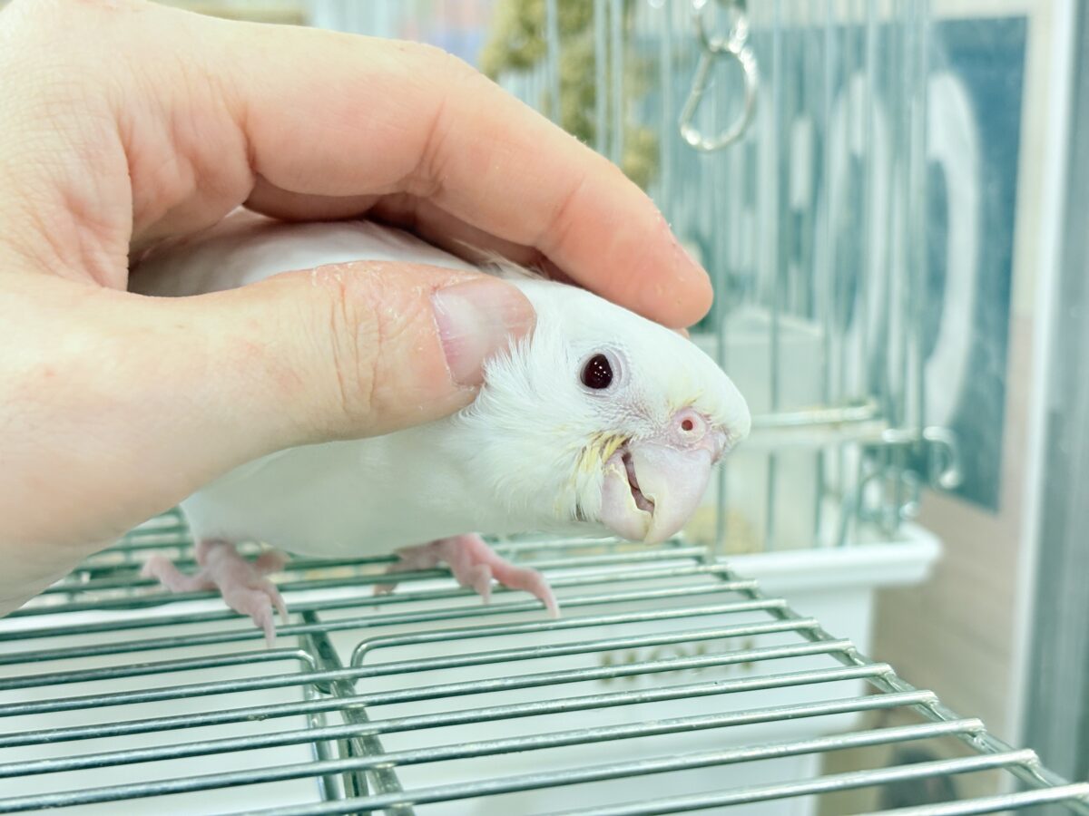 【最新画像更新🪄ひとり餌になりました☆】真っ白しろすけ☁️オカメインコ(ピュアホワイト) ヒナ オカメインコ