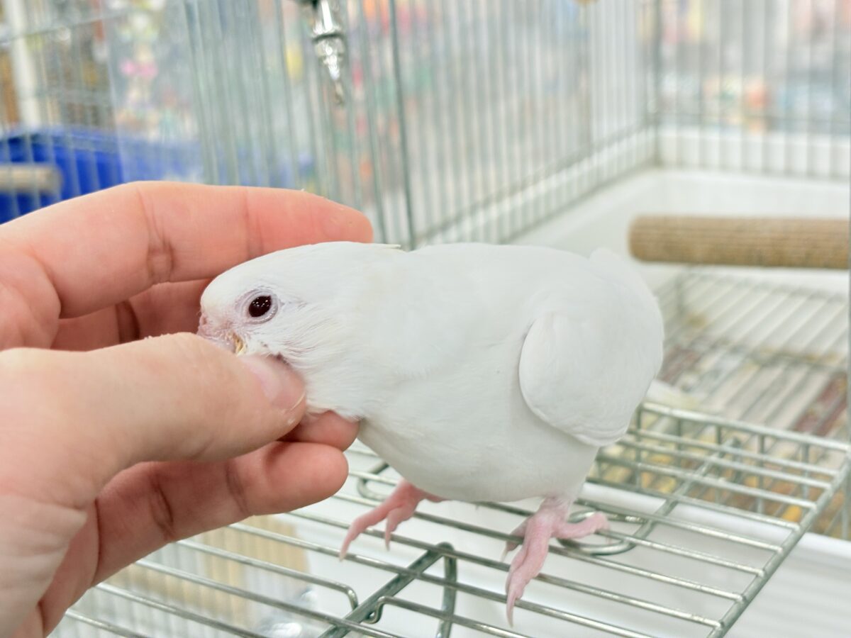 オカメインコ