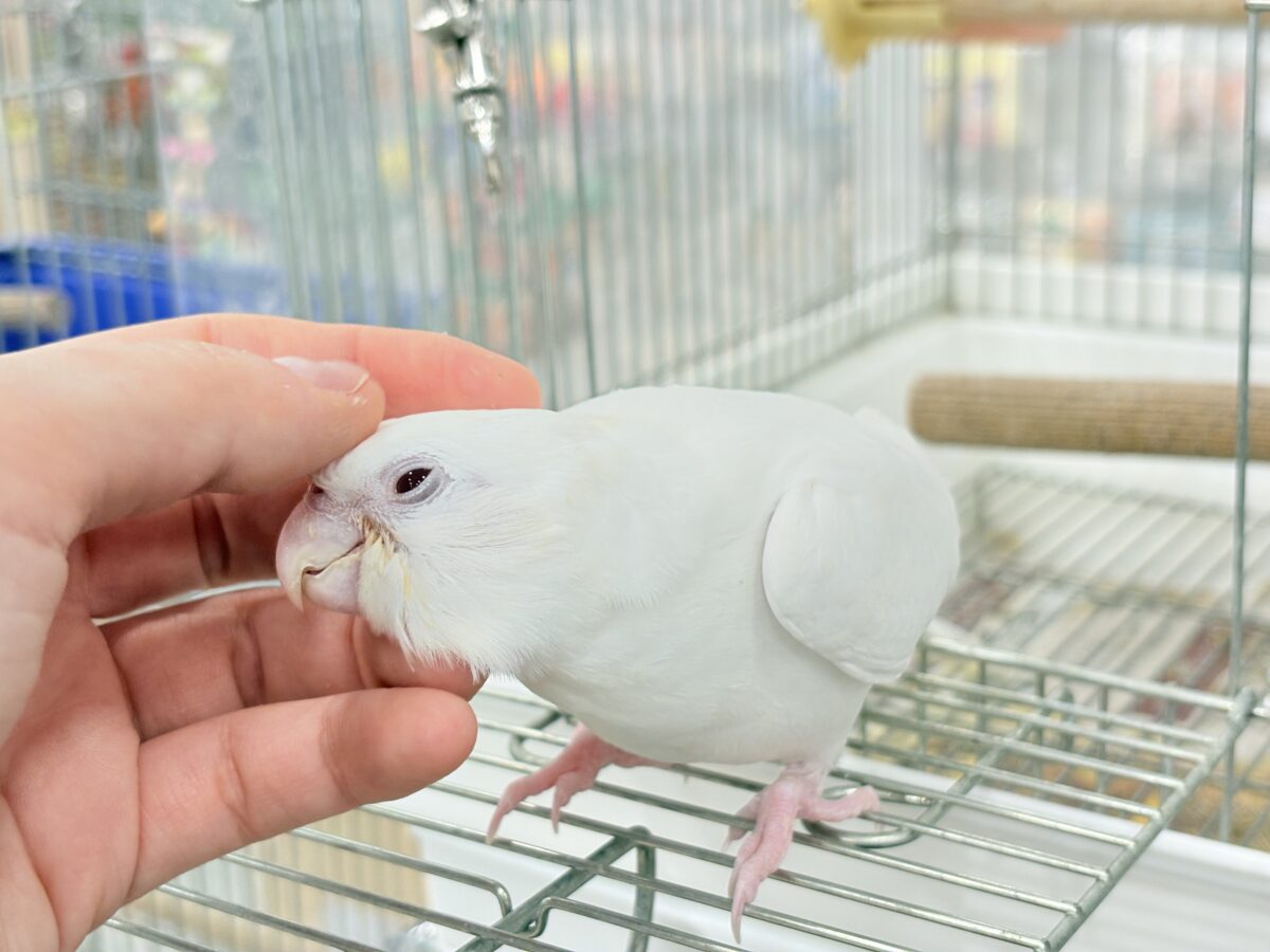 オカメインコ