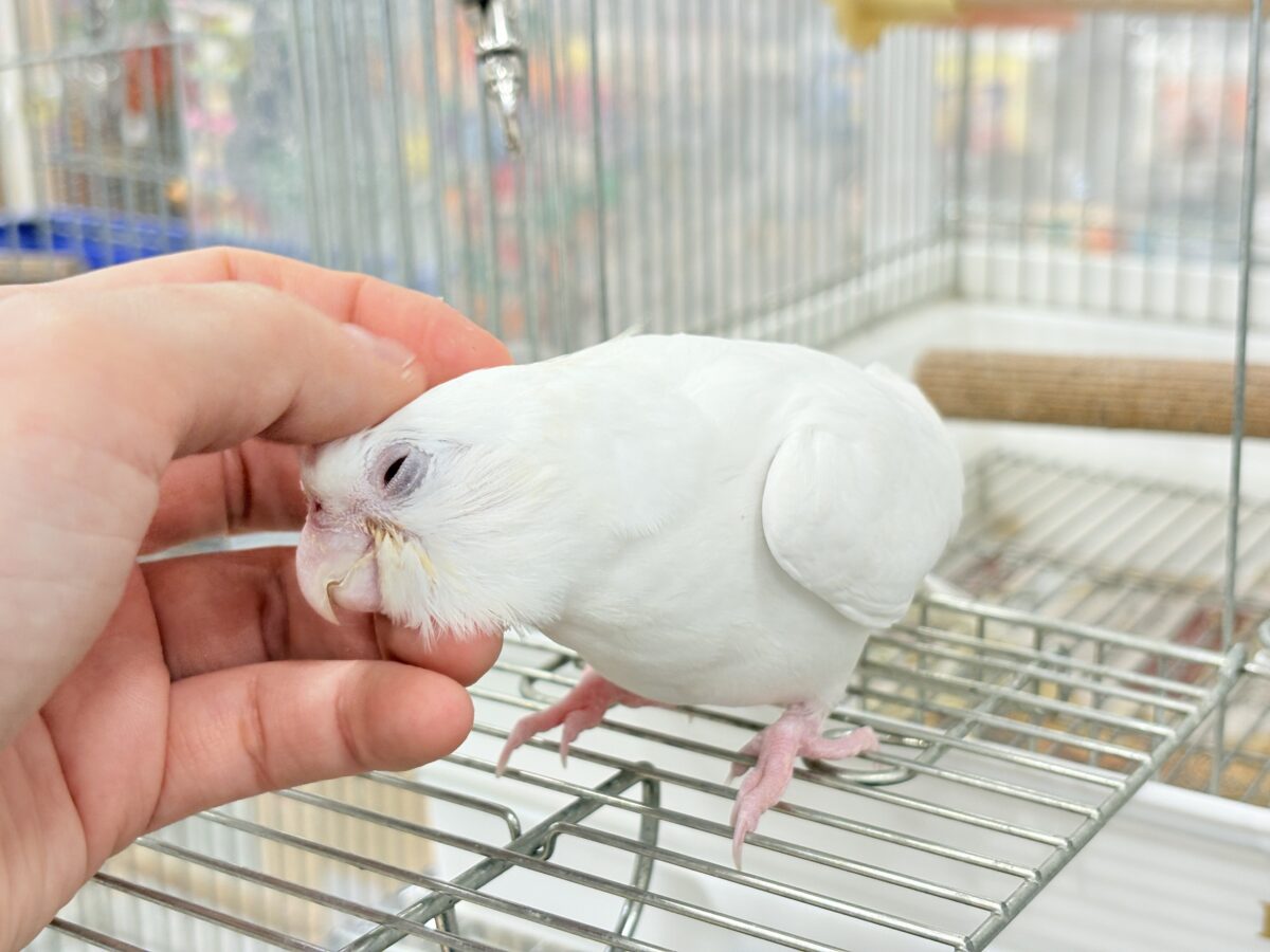 【最新画像更新🪄ひとり餌になりました☆】真っ白しろすけ☁️オカメインコ(ピュアホワイト) ヒナ オカメインコ