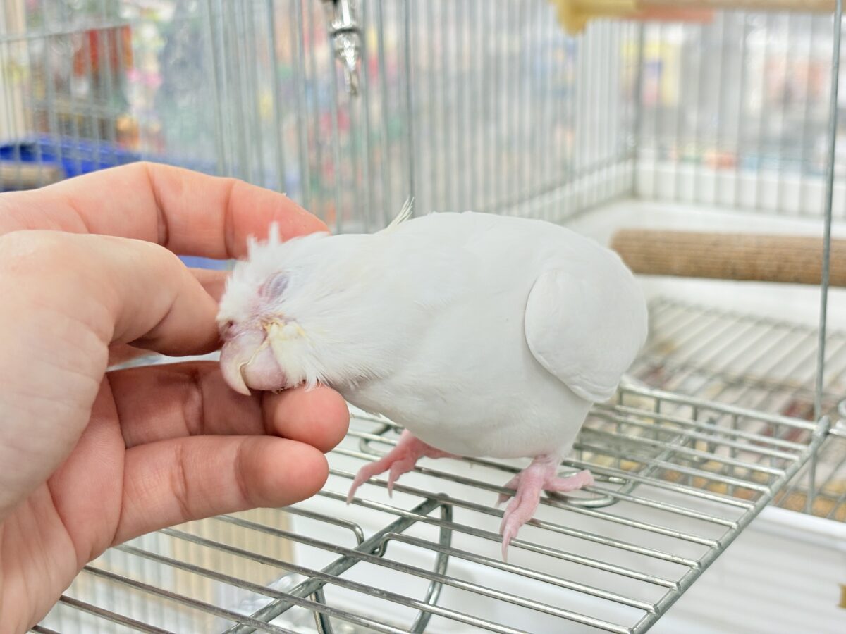 【最新画像更新🪄ひとり餌になりました☆】真っ白しろすけ☁️オカメインコ(ピュアホワイト) ヒナ オカメインコ