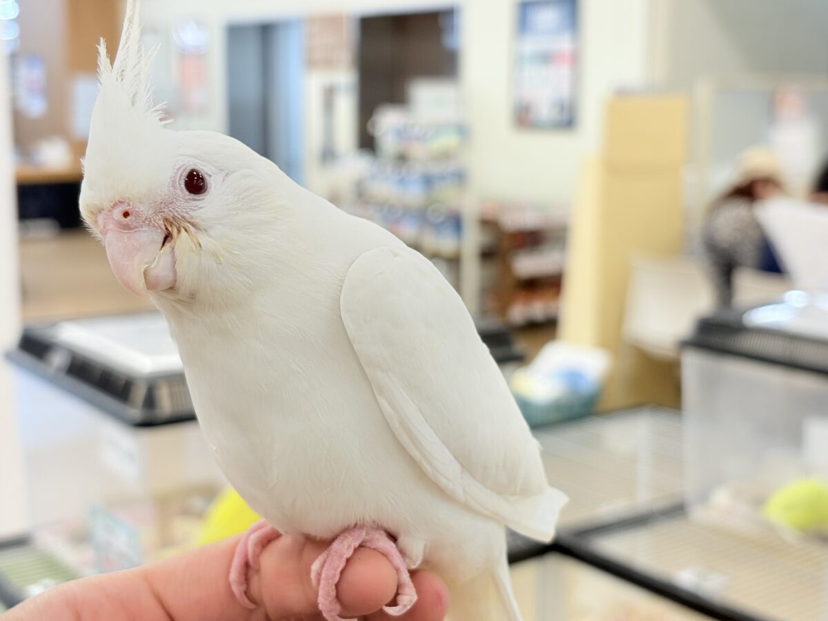 オカメインコ