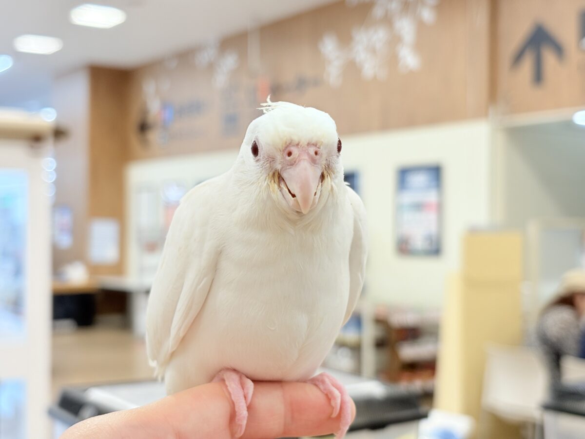 オカメインコ