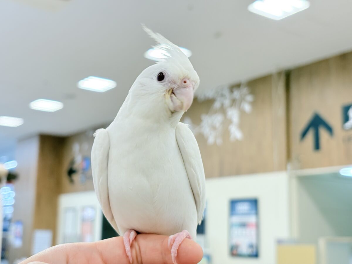 【最新画像更新🪄ひとり餌になりました☆】真っ白しろすけ☁️オカメインコ(ピュアホワイト) ヒナ オカメインコ