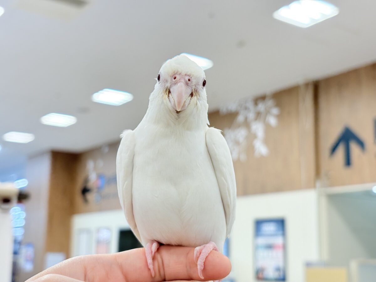 オカメインコ