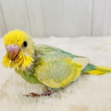 画像更新☆春らしい新芽カラー🌱セキセイインコの珍しいグリーンレインボー✨
