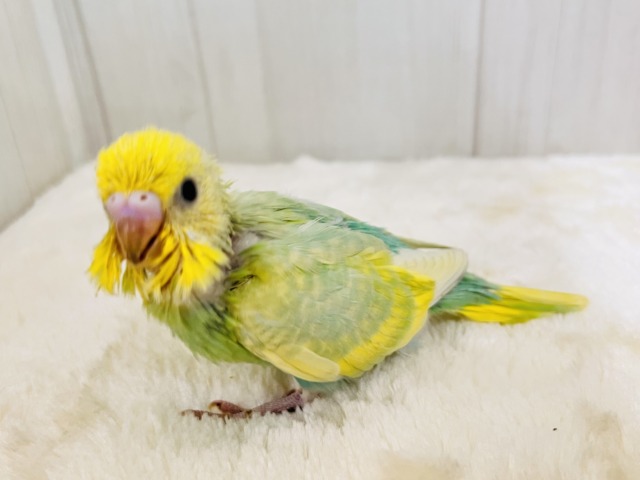 画像更新☆春らしい新芽カラー🌱セキセイインコの珍しいグリーンレインボー✨