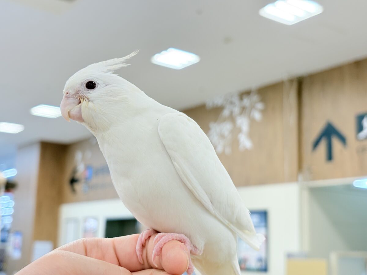 【最新画像更新🪄ひとり餌になりました☆】真っ白しろすけ☁️オカメインコ(ピュアホワイト) ヒナ オカメインコ