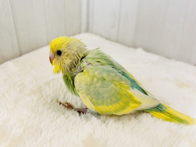 セキセイインコ