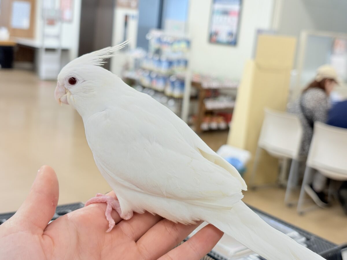 【最新画像更新🪄ひとり餌になりました☆】真っ白しろすけ☁️オカメインコ(ピュアホワイト) ヒナ オカメインコ