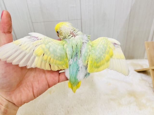 セキセイインコ