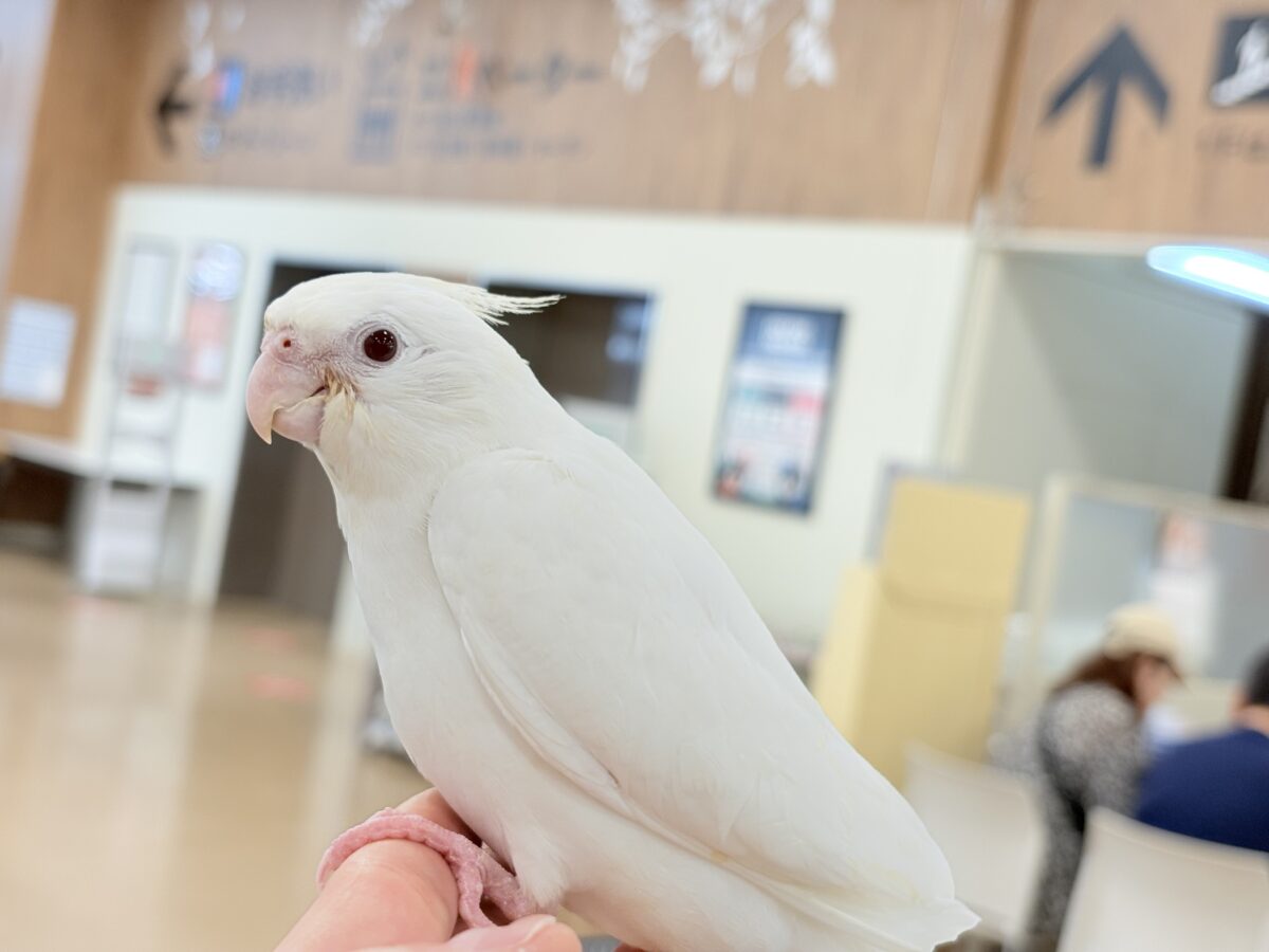 オカメインコ