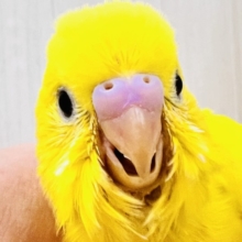 画像更新☆黒ゴマ2粒🖤💛卵焼き〜🥚セキセイインコのイエローダブルファクター☆