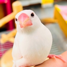 画像更新☆イチゴ大福🍓真っ白キラキラした✨純白な白文鳥の雛入舎です☆