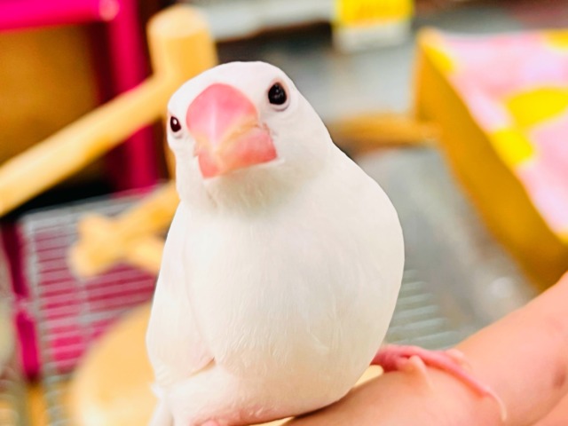 画像更新☆イチゴ大福🍓真っ白キラキラした✨純白な白文鳥の雛入舎です☆