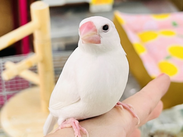 白文鳥