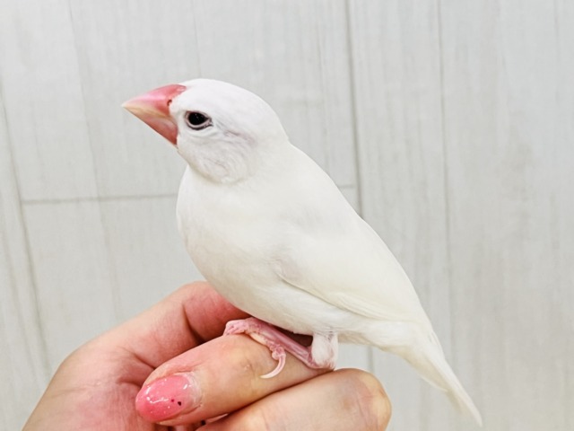 白文鳥