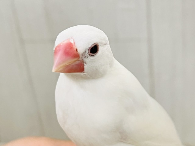 白文鳥