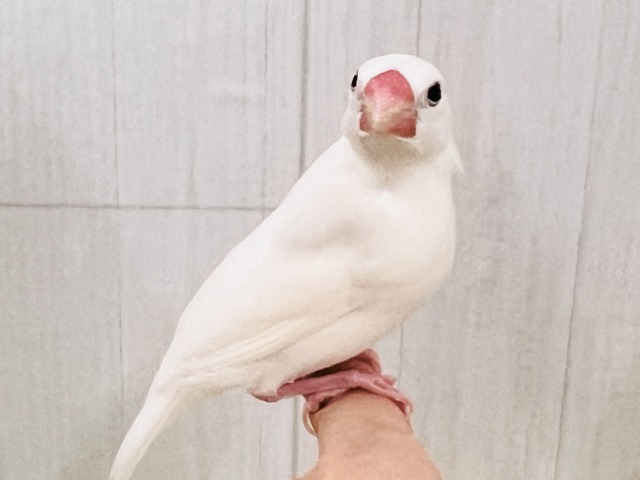 白文鳥