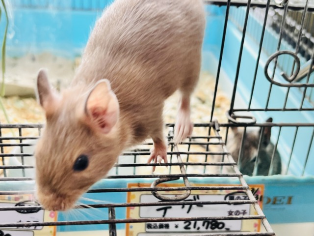 デグー