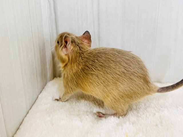 デグー