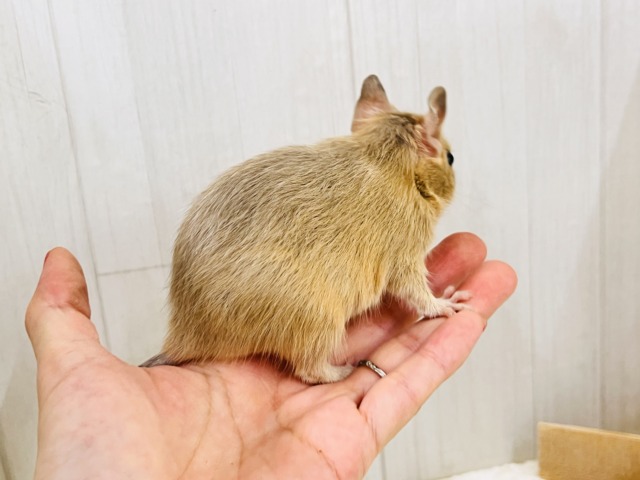デグー