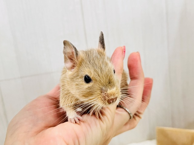 デグー