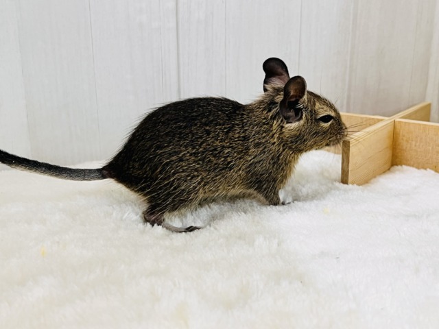 デグー