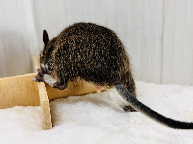 デグー