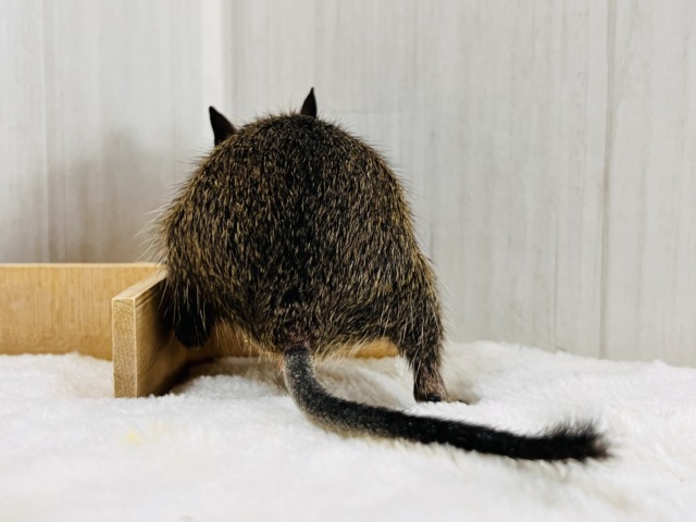 デグー