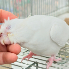 【最新画像更新🪄もうすぐひとり餌‪☆】真っ白しろすけ☁️オカメインコ(ピュアホワイト) ヒナ