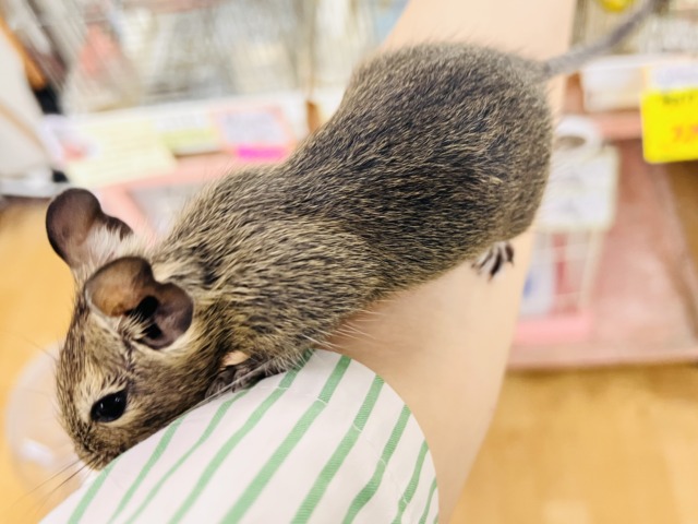 デグー