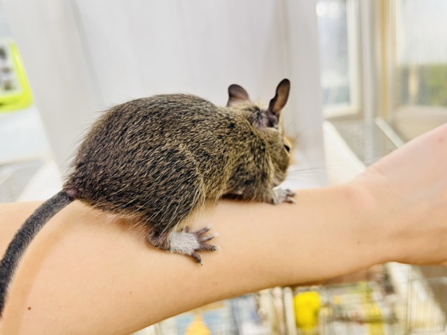 デグー