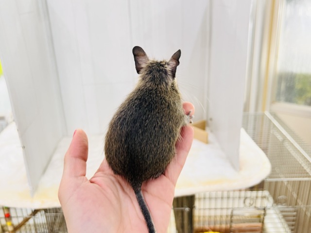 デグー