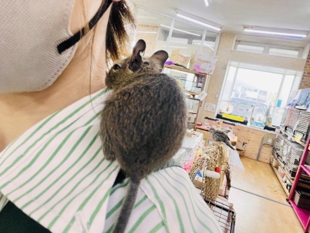 デグー