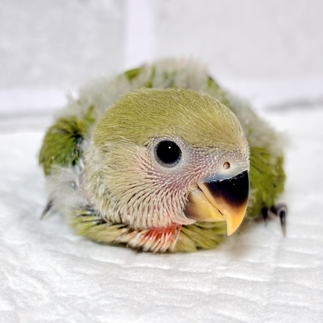 コザクラインコ ノーマル 2羽 🌿🐥🐥🌱‪‬