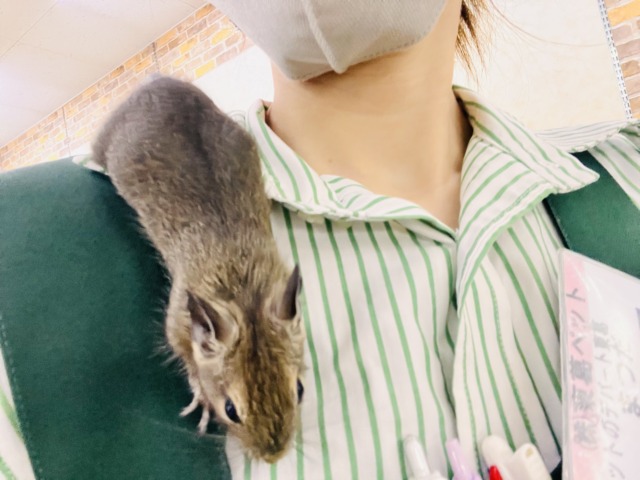 デグー