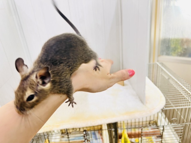 デグー