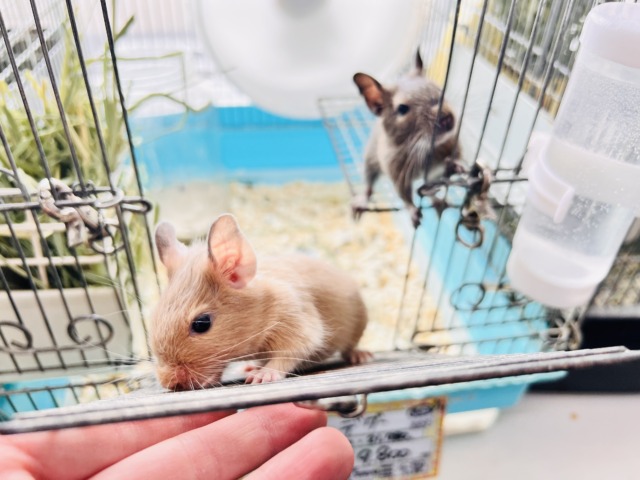 デグー