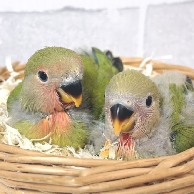 コザクラインコ ノーマル 2羽 🌿🐥🐥🌱‪‬