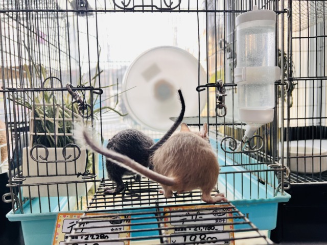 デグー