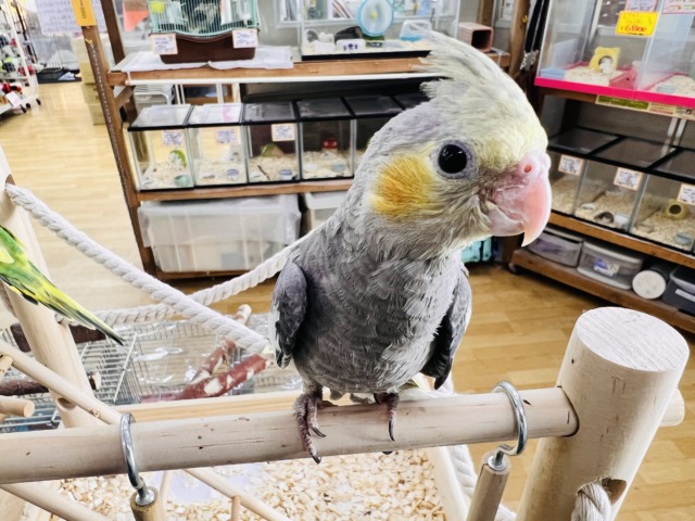 オカメインコ