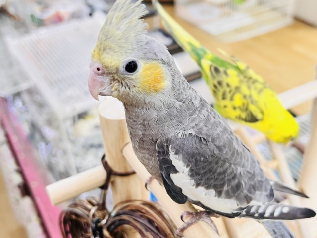 オカメインコ