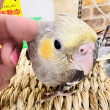 画像更新☆ピカっと黄色のほっぺ♡これから素敵に育つんだ！オカメインコのノーマルカラー🩶